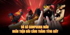 Đá gà campuchia