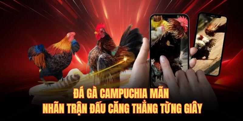 Đá gà campuchia