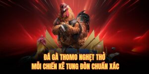 Đá gà thomo