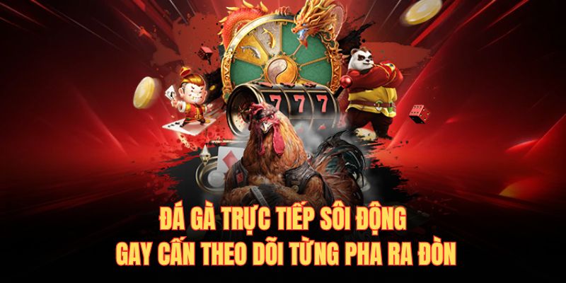 Đá gà trực tiếp