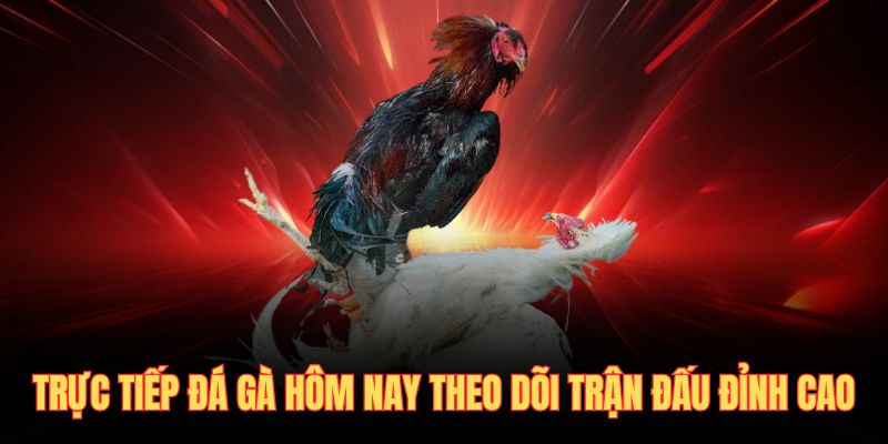 trực tiếp đá gà hôm nay
